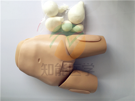 高級子宮底檢查評定模型實(shí)拍圖