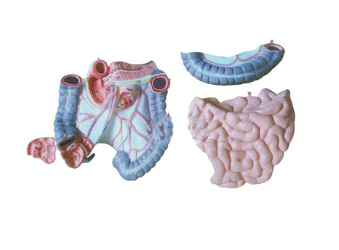知能醫學模型結腸空回腸解剖模型 BIX-BM1085