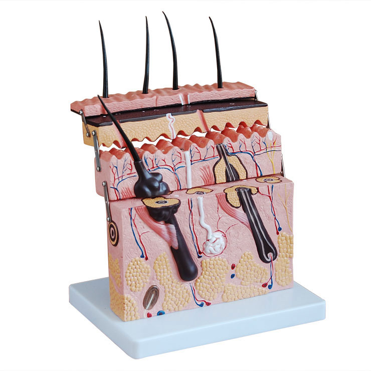 皮膚切面模型