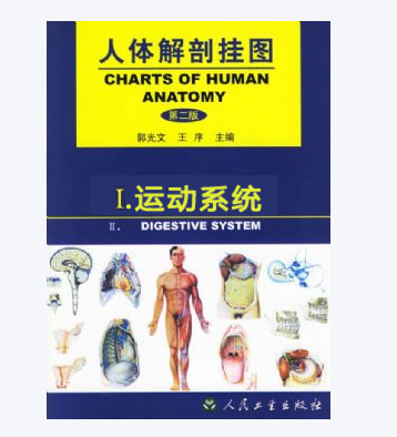 《人體解剖掛圖》-運(yùn)動(dòng)系統(tǒng)