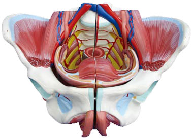 女性骨盆附生殖器官與血管神經模型